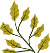 Dekorative Blattranken-Grafik